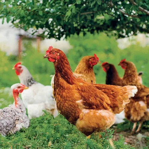 JOURNAL DU MERCREDI 23 FEVRIER ( MIDI )